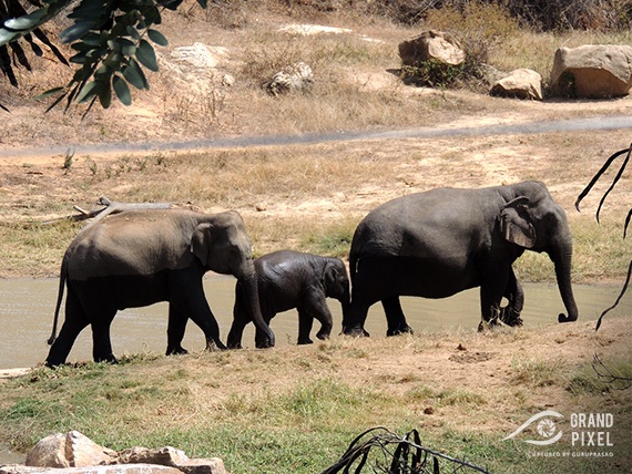 Happy Indian Elephant Family. Location: Bannerghatta National Park, Bangalore.