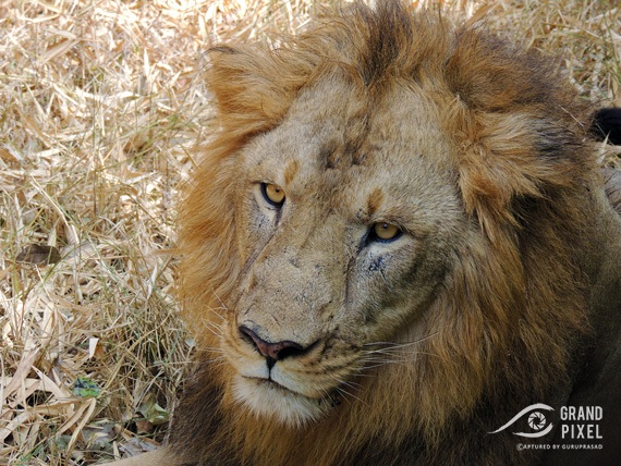The Asiatic lion (Panthera leo persica), also known as the Indian lion or Persian lion